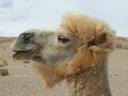 kameel fotogeniek
