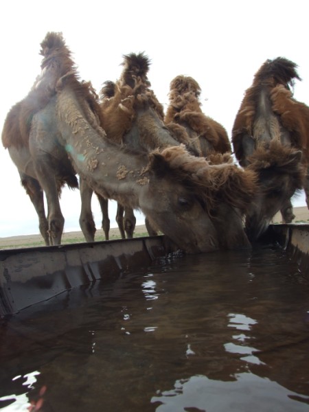 kamelen drinken uit waterput