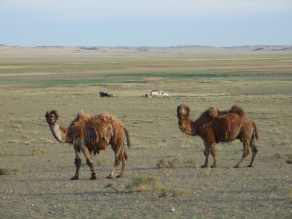 kamelen kamperen
