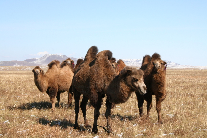 kamelen in wintervacht